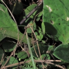 Glycine tabacina at Dry Plain, NSW - 26 Mar 2022