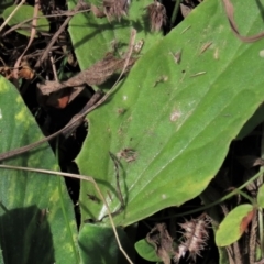 Glycine tabacina at Dry Plain, NSW - 26 Mar 2022