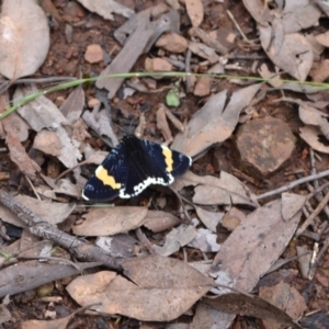 Eutrichopidia latinus at Yass River, NSW - 27 Nov 2021