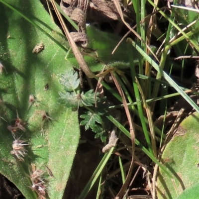Acaena (genus) (A Sheep's Burr) at Top Hut TSR - 26 Mar 2022 by AndyRoo