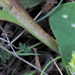 Acaena (genus) at Dry Plain, NSW - 26 Mar 2022