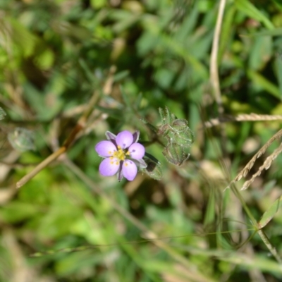 Spergularia rubra (Sandspurrey) at Yass River, NSW by 120Acres