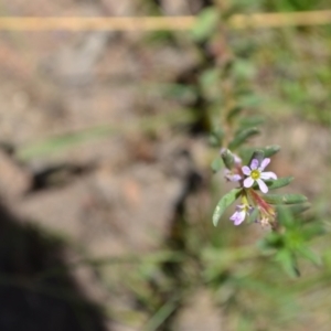 Lythrum hyssopifolia at Yass River, NSW - suppressed