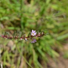 Lythrum hyssopifolia at Yass River, NSW - suppressed