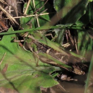 Gastrimargus musicus at Dry Plain, NSW - 26 Mar 2022 12:03 PM