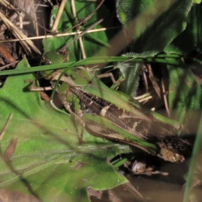 Gastrimargus musicus (Yellow-winged Locust or Grasshopper) at Dry Plain, NSW - 26 Mar 2022 by AndyRoo