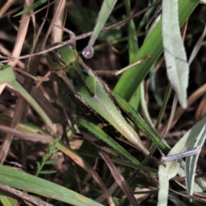 Gastrimargus musicus at Dry Plain, NSW - 26 Mar 2022