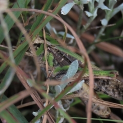 Gastrimargus musicus at Dry Plain, NSW - 26 Mar 2022 12:03 PM
