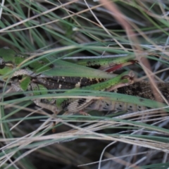 Gastrimargus musicus at Dry Plain, NSW - 26 Mar 2022