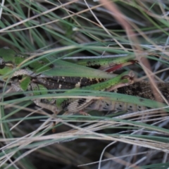 Gastrimargus musicus at Dry Plain, NSW - 26 Mar 2022 12:03 PM