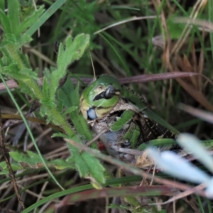 Gastrimargus musicus at Dry Plain, NSW - 26 Mar 2022