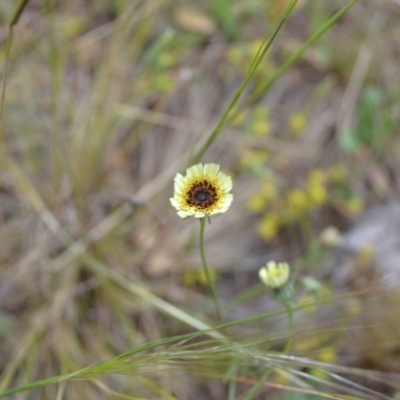 Tolpis barbata (Yellow Hawkweed) at Yass River, NSW - 4 Nov 2021 by 120Acres