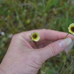 Tolpis barbata at Yass River, NSW - 5 Nov 2021