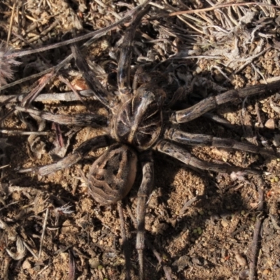 Tasmanicosa sp. (genus) (Unidentified Tasmanicosa wolf spider) at Dry Plain, NSW - 26 Mar 2022 by AndyRoo