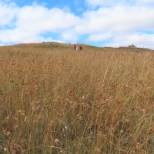 Themeda triandra at Dry Plain, NSW - 26 Mar 2022