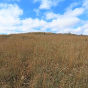 Themeda triandra at Dry Plain, NSW - 26 Mar 2022 10:47 AM