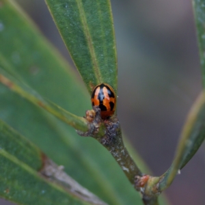 Peltoschema festiva at Paddys River, ACT - 29 Dec 2022 04:52 PM