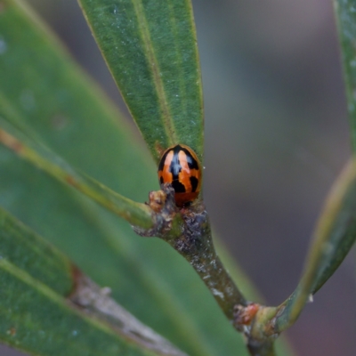 Peltoschema festiva (Leaf Beetle) at Paddys River, ACT - 29 Dec 2022 by KorinneM