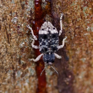 Aades cultratus at Paddys River, ACT - 29 Dec 2022 04:01 PM