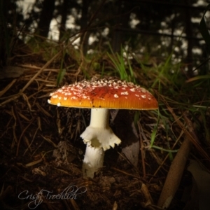 Amanita muscaria at Holt, ACT - 4 Jun 2023