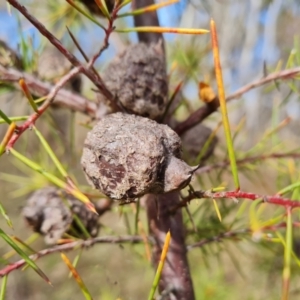 Hakea decurrens subsp. decurrens at O'Malley, ACT - 9 Jul 2023 10:36 AM