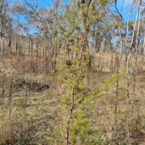 Hakea decurrens subsp. decurrens at O'Malley, ACT - 9 Jul 2023 10:36 AM