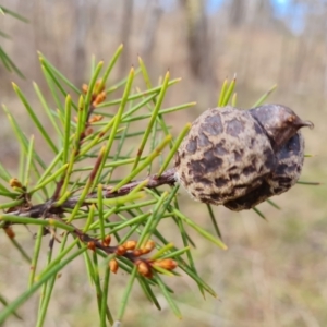 Hakea decurrens subsp. decurrens at O'Malley, ACT - 9 Jul 2023