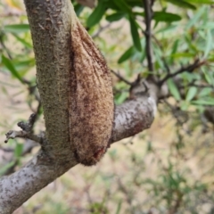 Chelepteryx collesi (White-stemmed Gum Moth) at O'Malley, ACT - 9 Jul 2023 by Mike