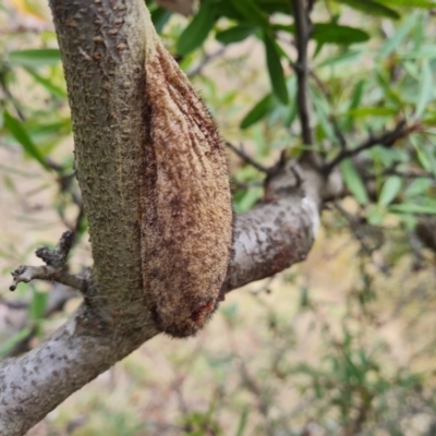 Chelepteryx collesi (White-stemmed Gum Moth) at O'Malley, ACT - 9 Jul 2023 by Mike