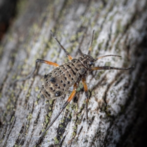 Tuberolachnus salignus at Fyshwick, ACT - 12 Jun 2023