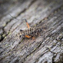 Tuberolachnus salignus at Fyshwick, ACT - 12 Jun 2023