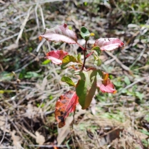 Pyrus calleryana at O'Malley, ACT - 9 Jul 2023