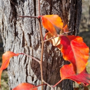 Pyrus calleryana at O'Malley, ACT - 9 Jul 2023