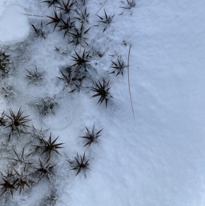 Dracophyllum continentis (Candle Heath) at Kosciuszko National Park, NSW - 9 Jul 2023 by JimL