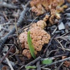 Ramaria capitata var. capitata at Higgins, ACT - 13 May 2023