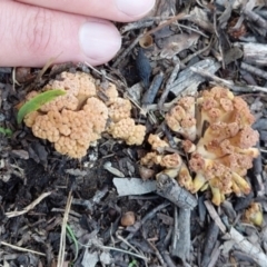 Ramaria capitata var. capitata at Higgins, ACT - 13 May 2023