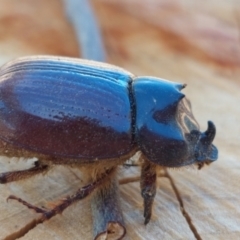 Dasygnathus sp. (genus) (Rhinoceros beetle) at Higgins, ACT - 3 Feb 2023 by Panterranist
