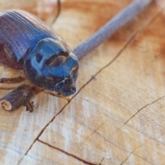 Dasygnathus sp. (genus) at Higgins, ACT - 4 Feb 2023