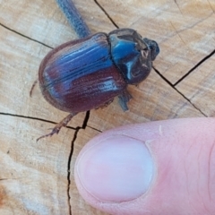 Dasygnathus sp. (genus) at Higgins, ACT - 4 Feb 2023