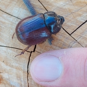 Dasygnathus sp. (genus) at Higgins, ACT - 4 Feb 2023