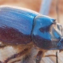 Dasygnathus sp. (genus) at Higgins, ACT - 4 Feb 2023