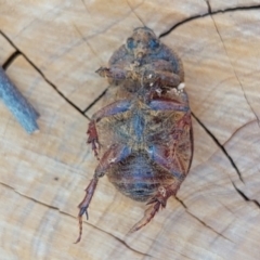 Dasygnathus sp. (genus) at Higgins, ACT - 4 Feb 2023 09:48 AM