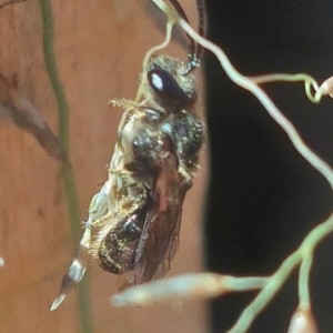 Lasioglossum (Chilalictus) sp. (genus & subgenus) at Higgins, ACT - 4 Feb 2023