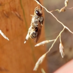 Lasioglossum (Chilalictus) sp. (genus & subgenus) at Higgins, ACT - 4 Feb 2023