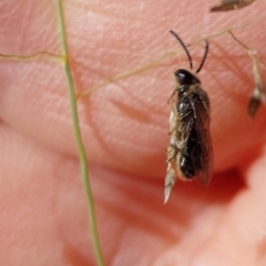 Lasioglossum (Chilalictus) sp. (genus & subgenus) at Higgins, ACT - 4 Feb 2023