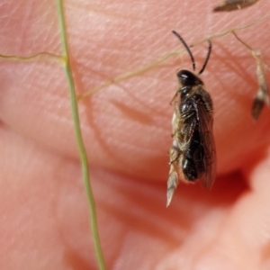 Lasioglossum (Chilalictus) sp. (genus & subgenus) at Higgins, ACT - 4 Feb 2023