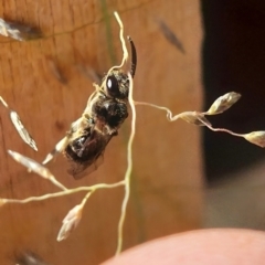 Lasioglossum (Chilalictus) sp. (genus & subgenus) at Higgins, ACT - 4 Feb 2023