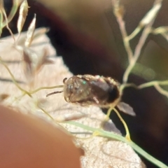 Lasioglossum (Chilalictus) sp. (genus & subgenus) at Higgins, ACT - 4 Feb 2023