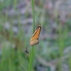 Philobota undescribed species near arabella (A concealer moth) at Higgins, ACT - 10 Oct 2022 by Panterranist