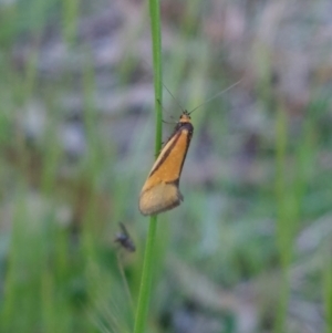 Philobota undescribed species near arabella at Higgins, ACT - 10 Oct 2022